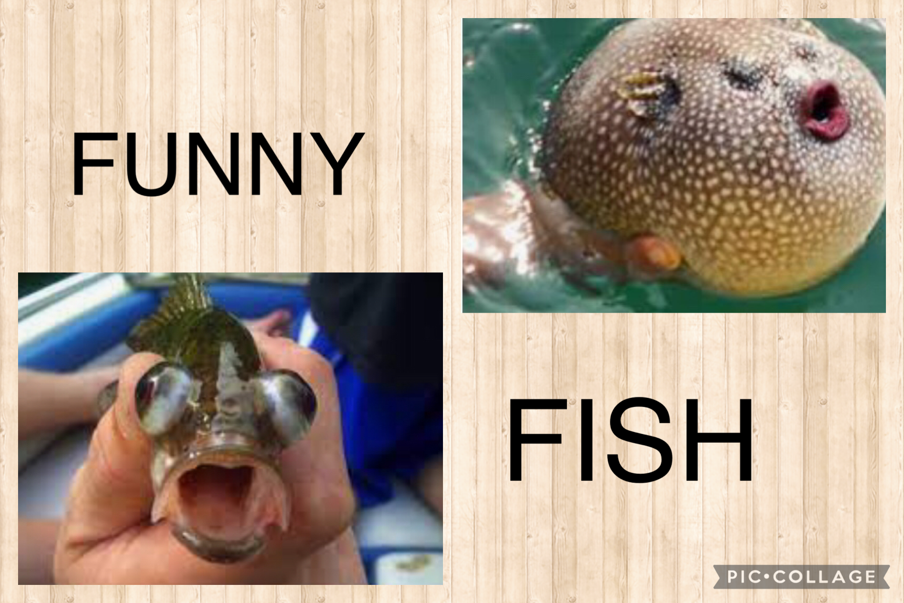 😆 funny 🐠🐠🐠🐡🐡🐡🐡 fish