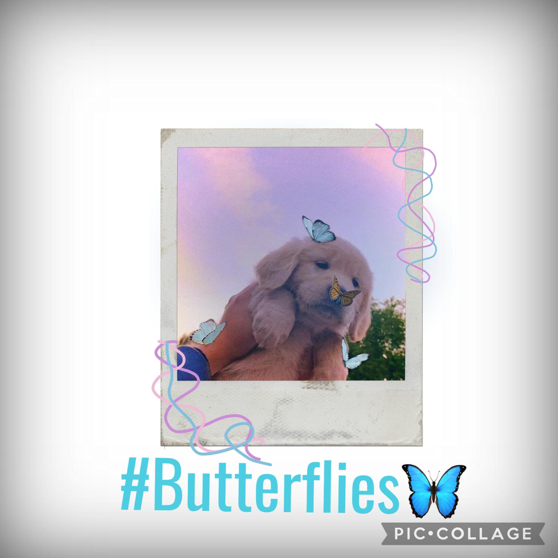 Tap
#Butterflies