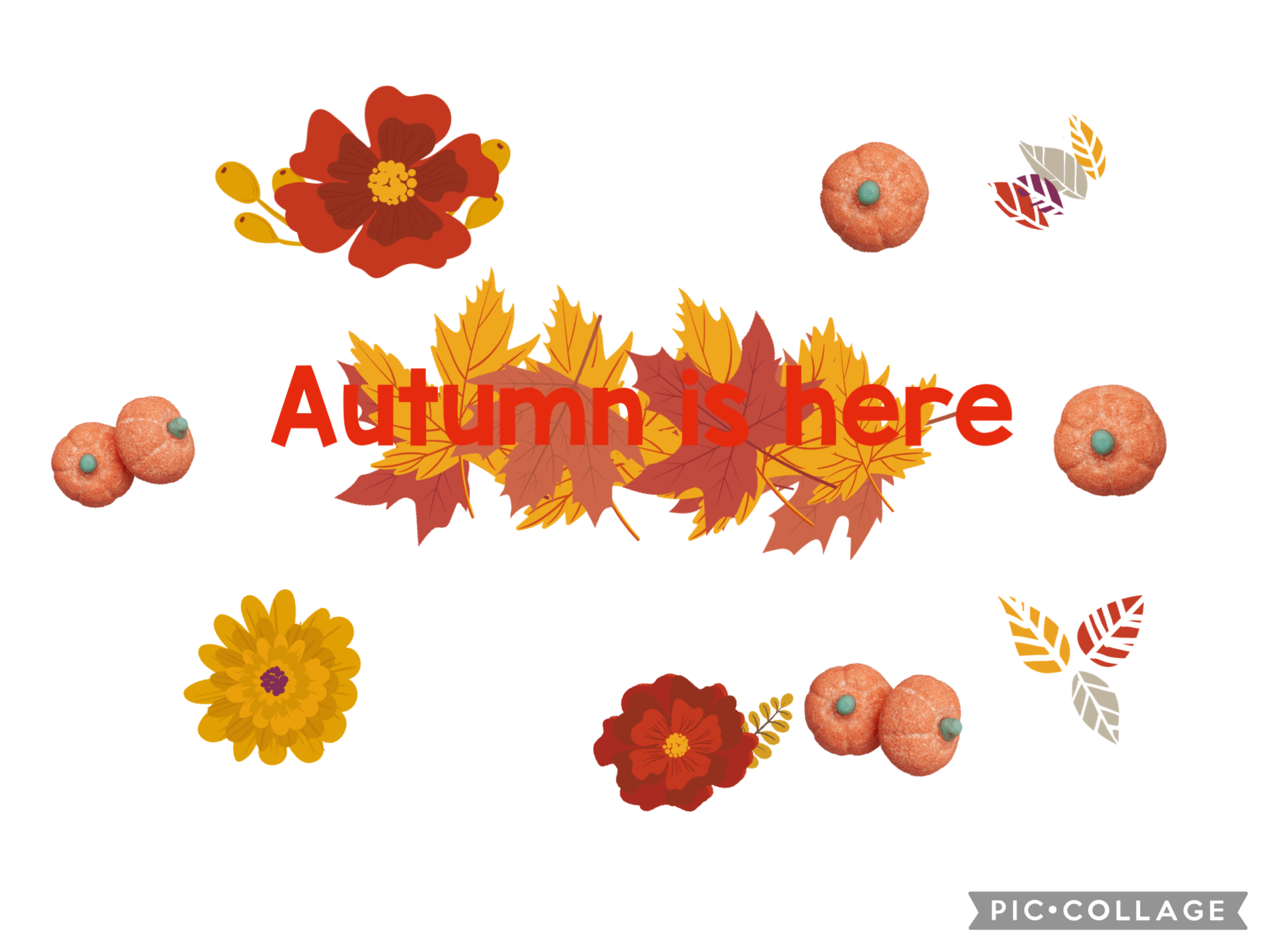 Autumn is here ! 3rd october 2021 🍂 Bonus 🍂