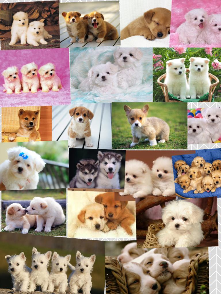 Which one is your FAVORITE PUPPY