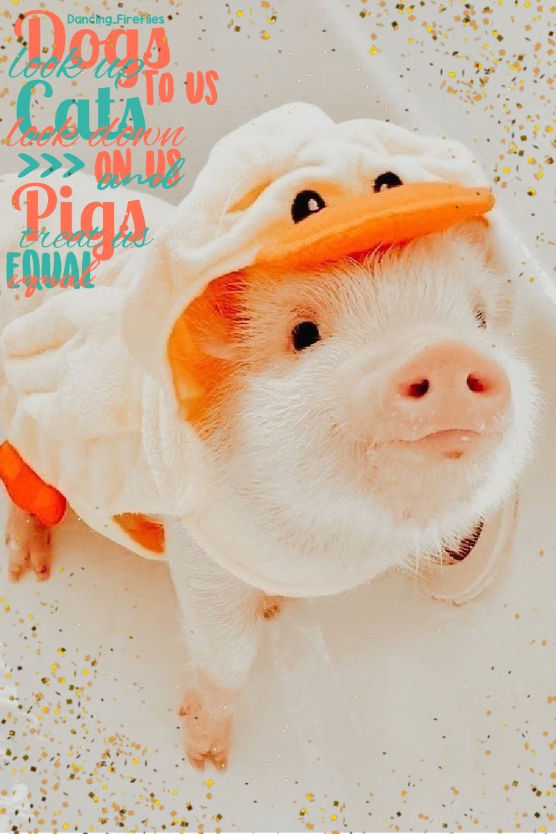 🐷TAP🐷
Yes yes I know I just posted my last collage a few days ago but I really miss posting so I did another one! One of my friends from school wanted me to do a piggy collage so I did! (11/05/21)