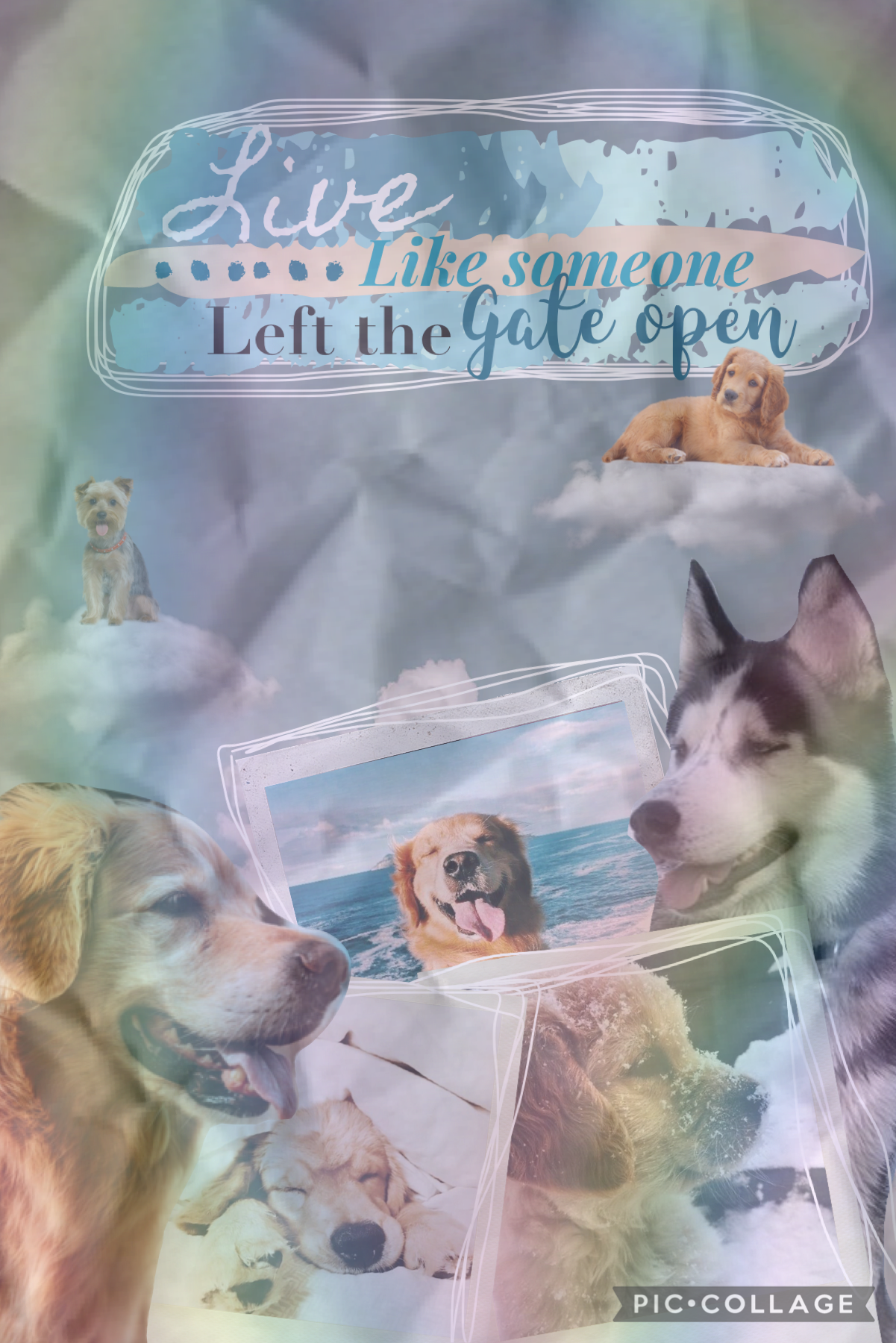 ✨dogs✨
This isn’t really a draft this was actually for someone’s dog contest but for some reason I never posted it. I kinda like it tho, it’s kind of weird bc I had these collage phases like this is from my happy phase, u can tell by the vibe ig 
