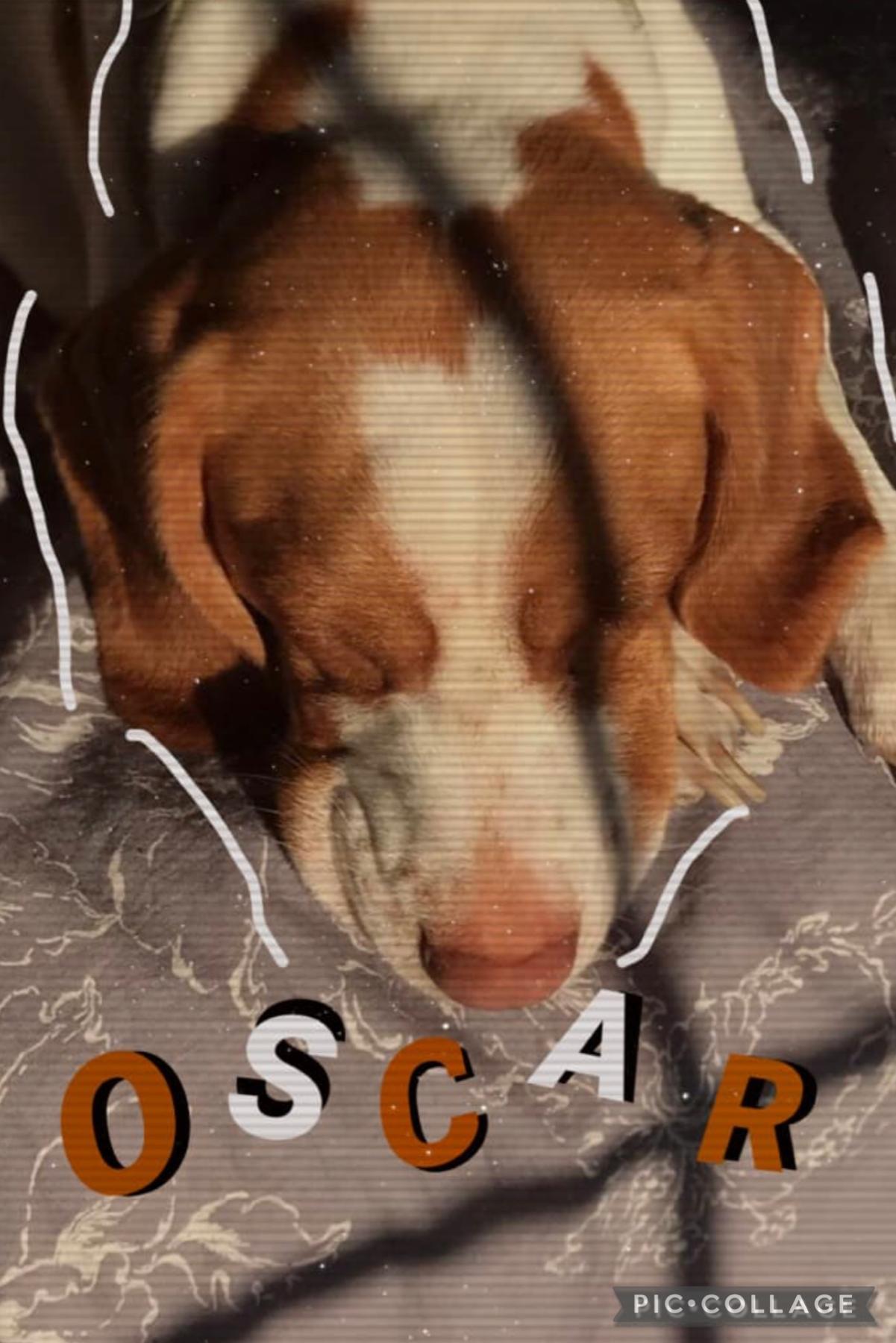 Oscar 🤎 ( TAP )

This is my friends ( me_4life’s ) dog! His name is Oscar :) This is a recreation of one of -Binx_Aesthetics collage! Thank you so so so much for 2000!! 🎉 Post and suprise coming soon ✨