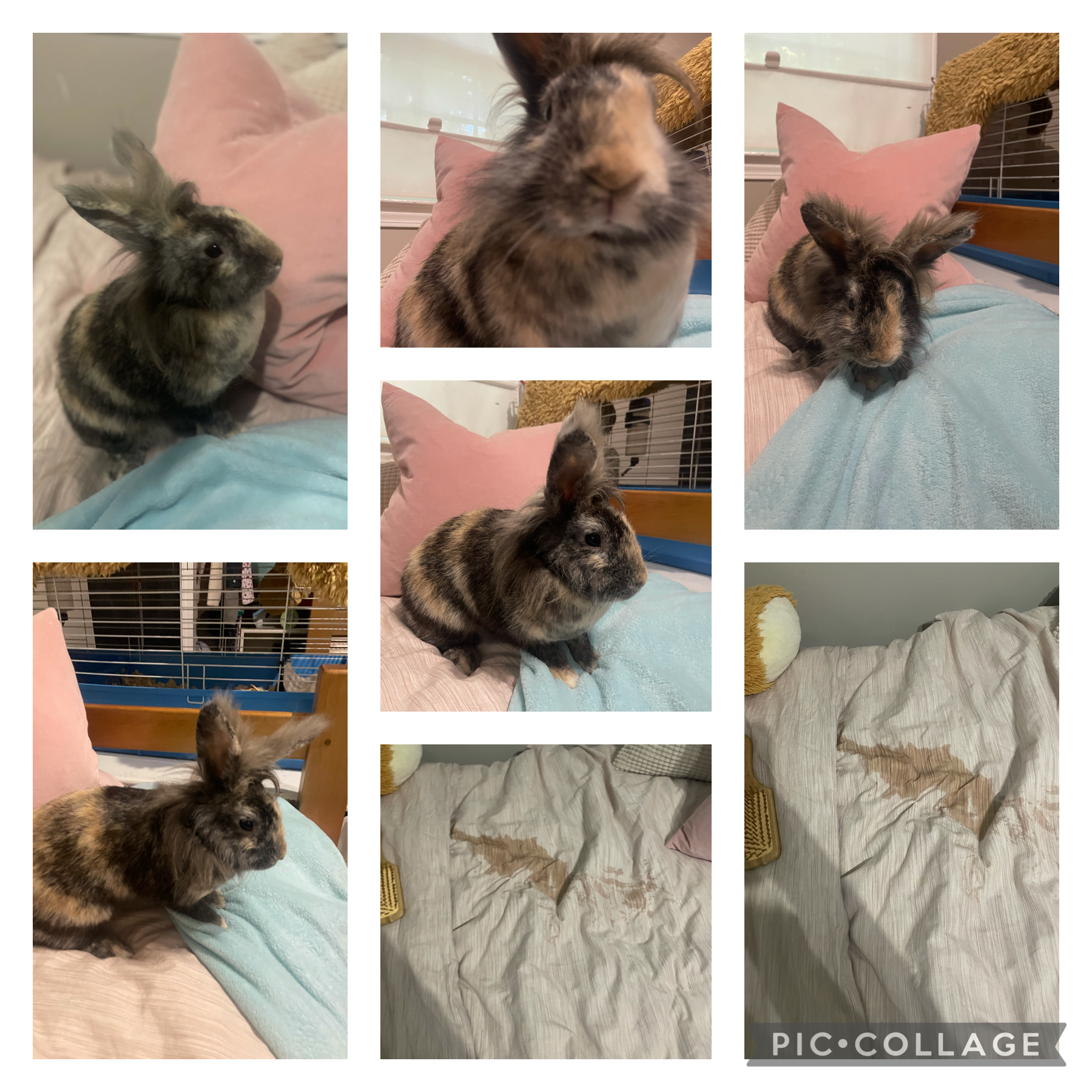 The last two are results of bunny photo shoot#pee#messy-bunny 🥲