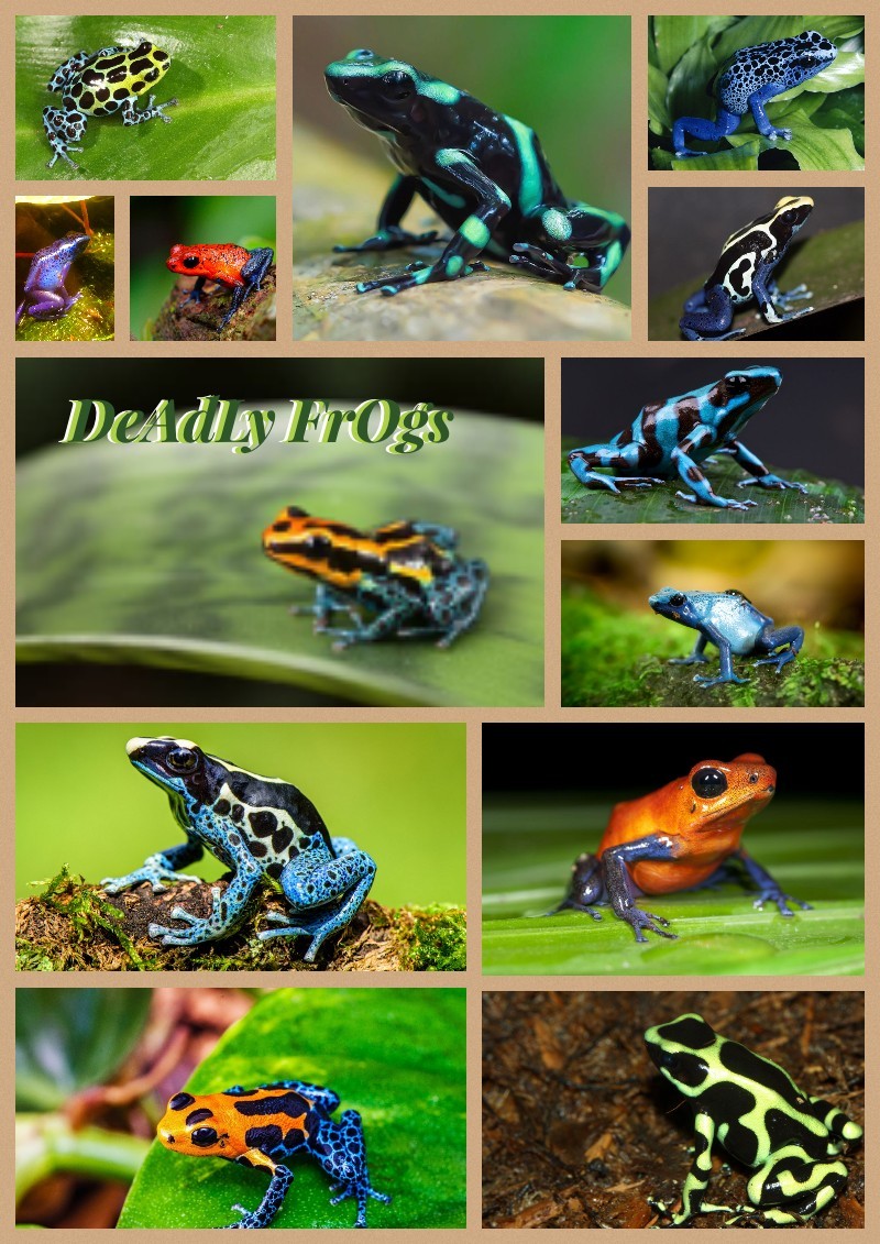 ✨🐸DeAdLy FrOgs🐸✨ tap if u haven't already. idk ur choice
sorry I'm bored as heck. 
also. I have covidd. so much fun ik (im being sarcastic btw if u didn't notice. still has covid doe)