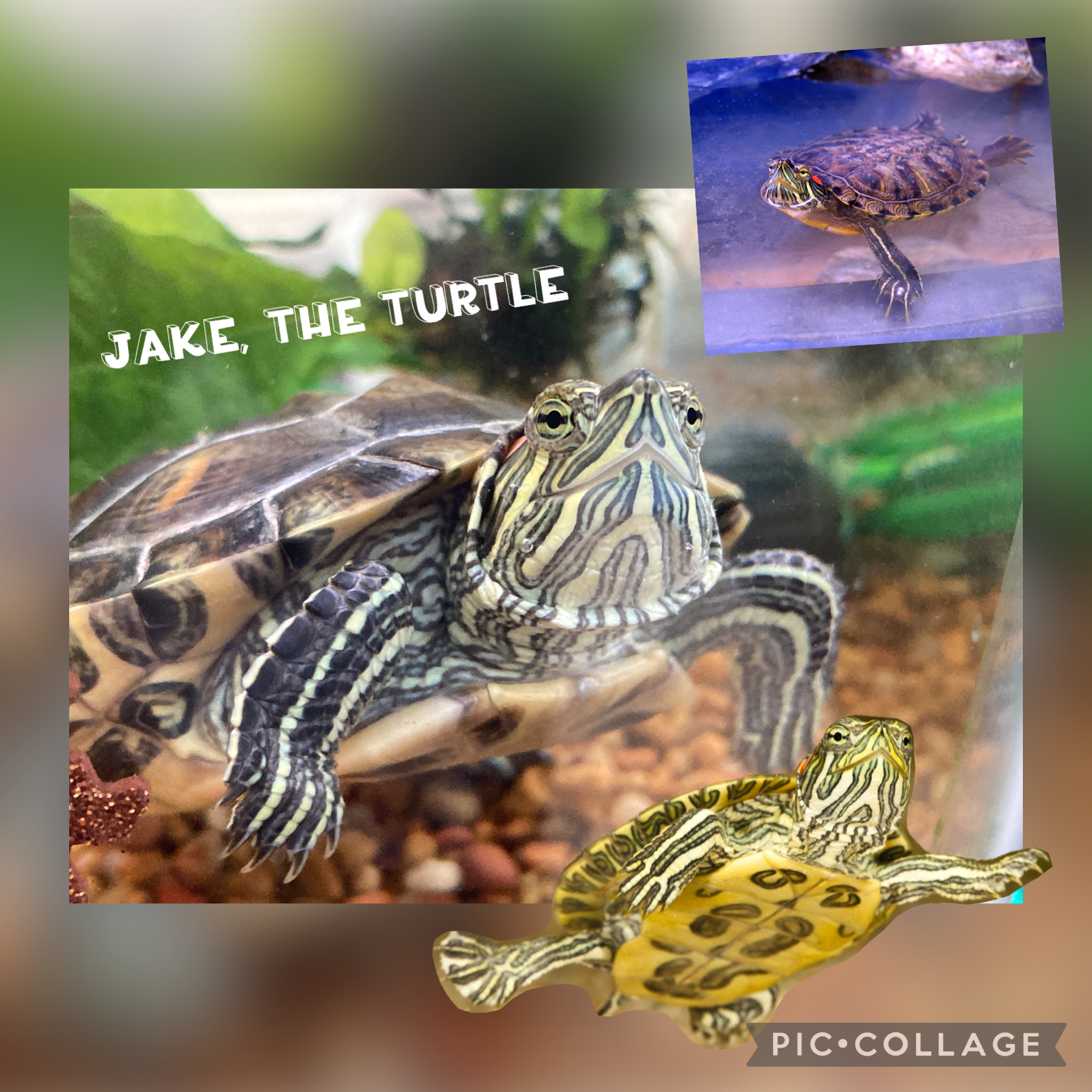 My Turtle, Jake. 

I did a collage of my turtle and others from the Internet!
-Mango