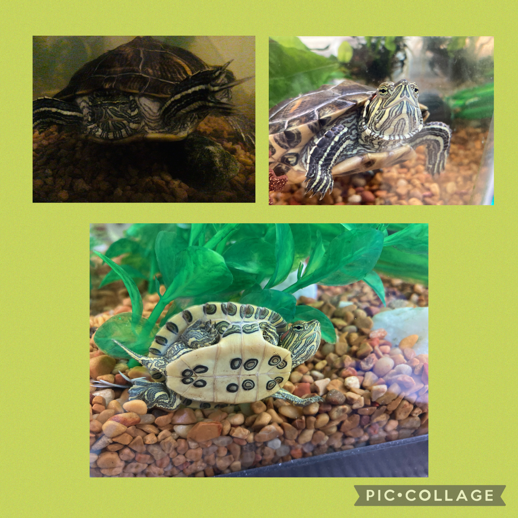 My turtle Jake ( again ). 😌❤️ The top left pic is 9 p.m. eastern time U.S.A. 9/6/21