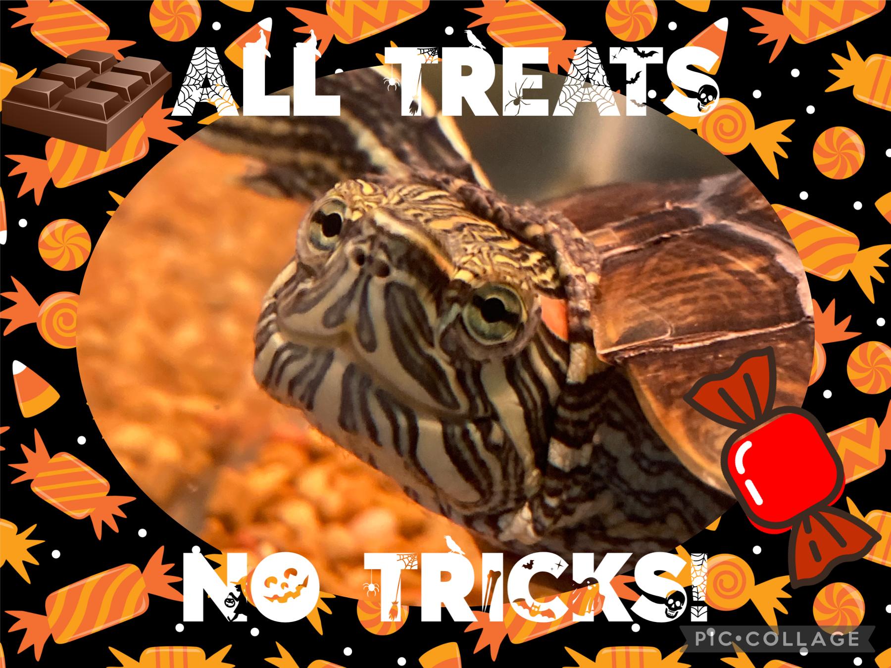 Happy Halloween from my turtle, Jake! ( day before halloween ) 