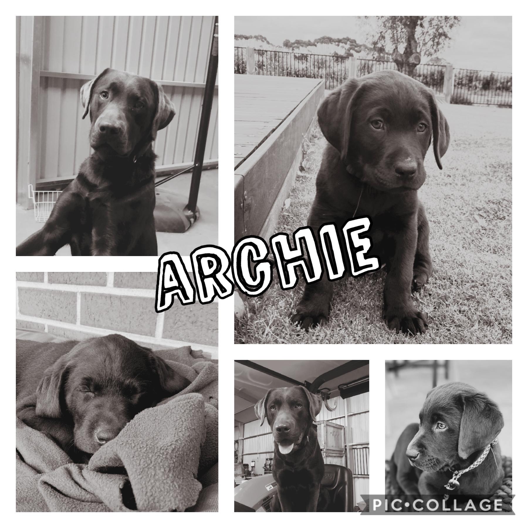 Archie( my dog)🤍🤍
