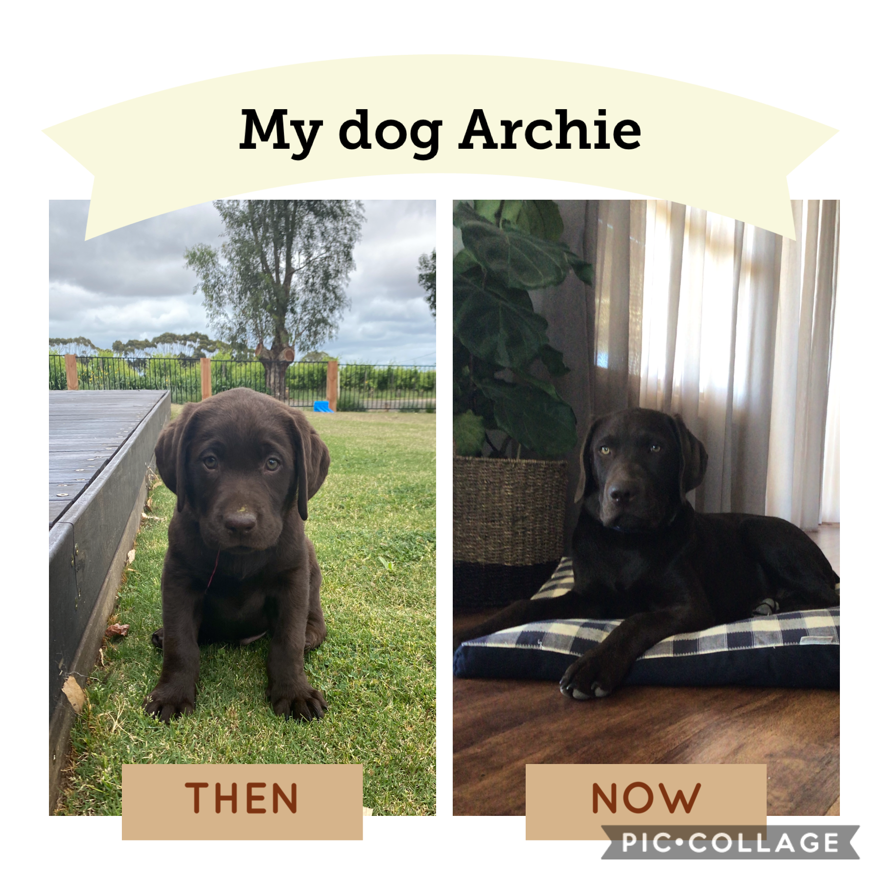 This is my dog Archie he is a chocolate lab
