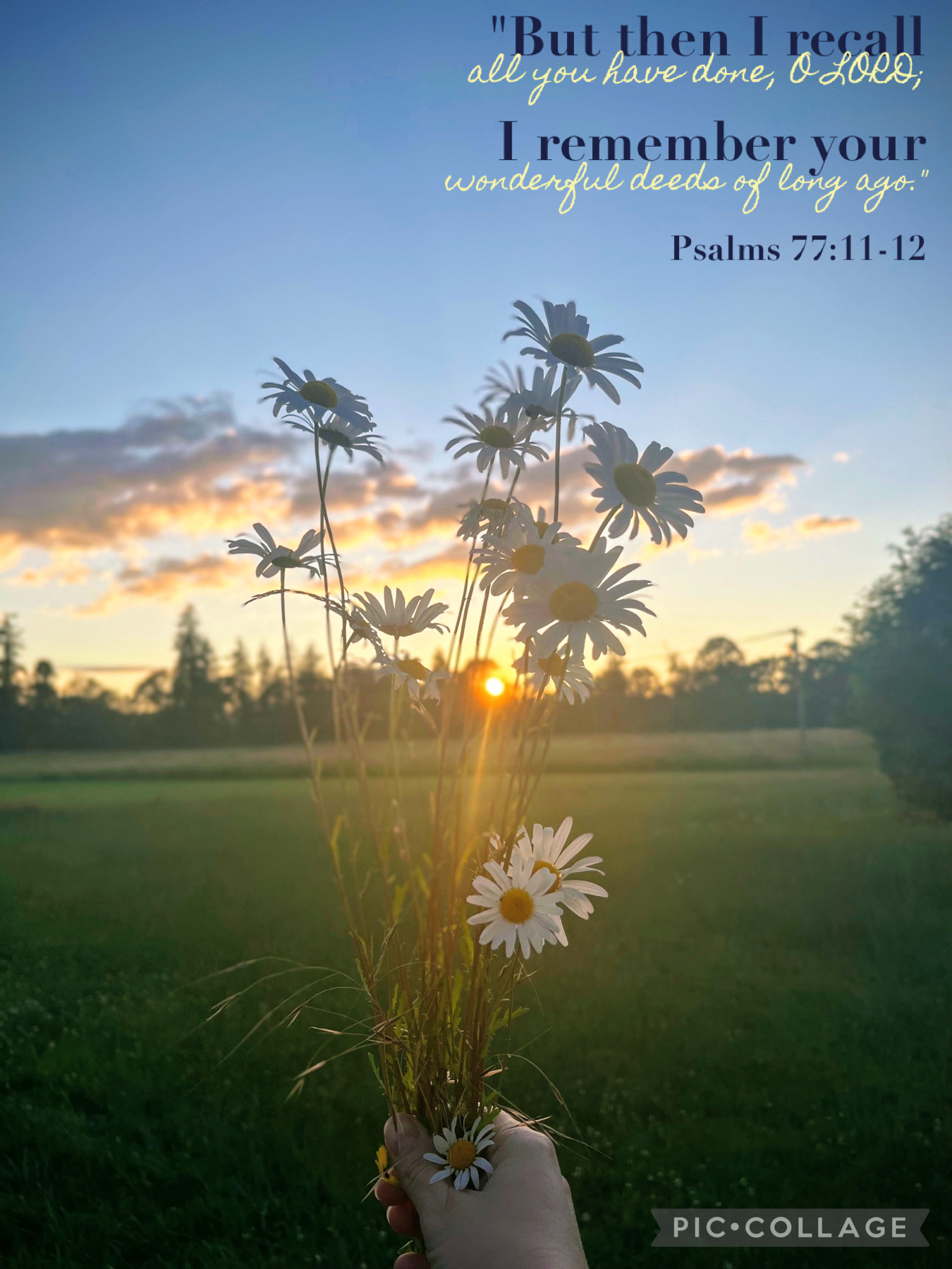 🌻✨tap✨🌻
There's not a daisy emoji so i had to settle for a sunflower😒I took this a couple weeks back in my ginormous backyard. Mom had found some wild daisies growing somewhere and plucked em, and i had her hold em up to the sunset so i could take a pic o