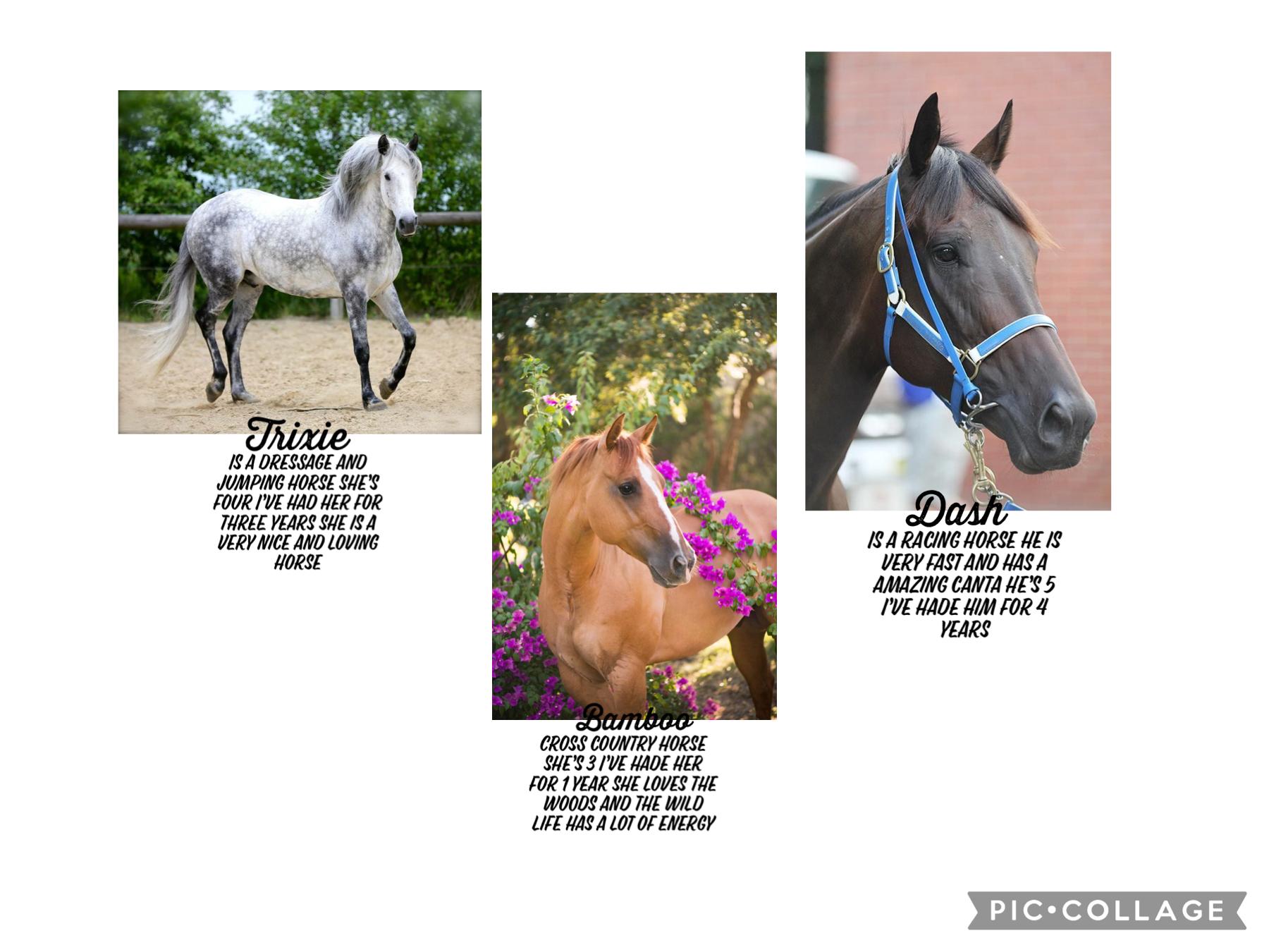 All my beautiful horses 🥰🥰🥰