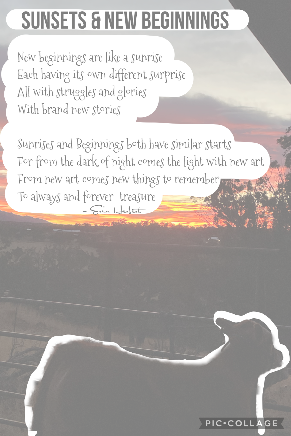 So this is a short poem I wrote about well I think yk if you read it lol. The picture is also of my cow and the sunset is also a picture I took from my cows pen 