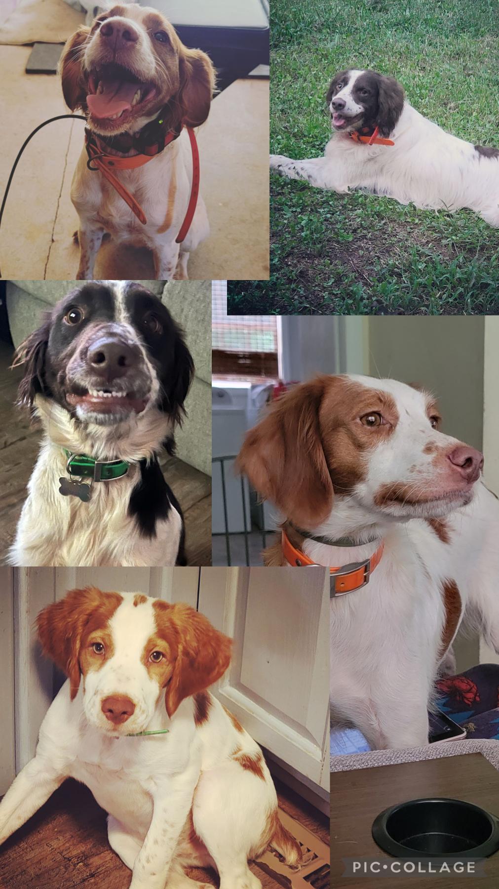 😮‍💨❤️Collage of my doggies love them all so freaking much😮‍💨❤️