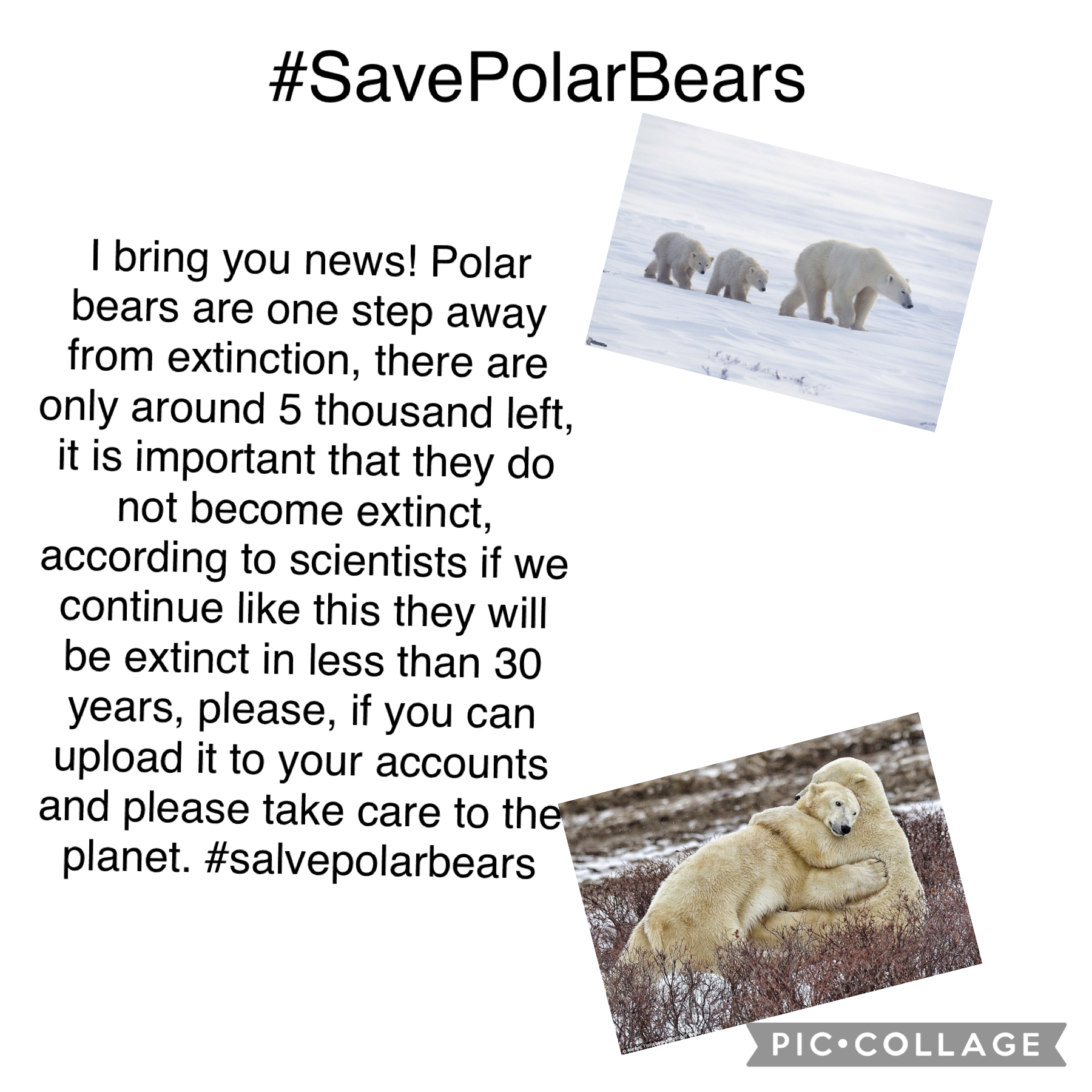 #SavePolarBears