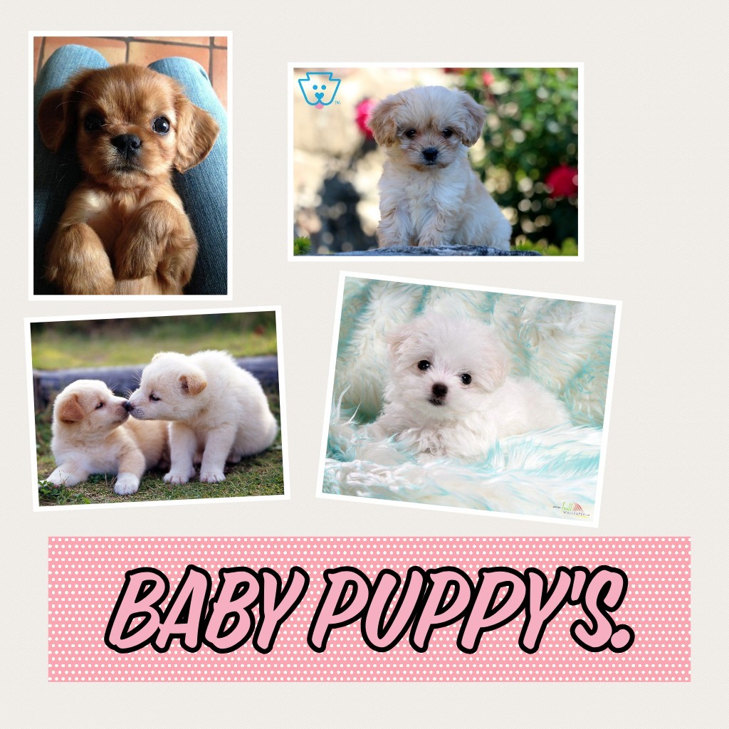 Baby puppy's.