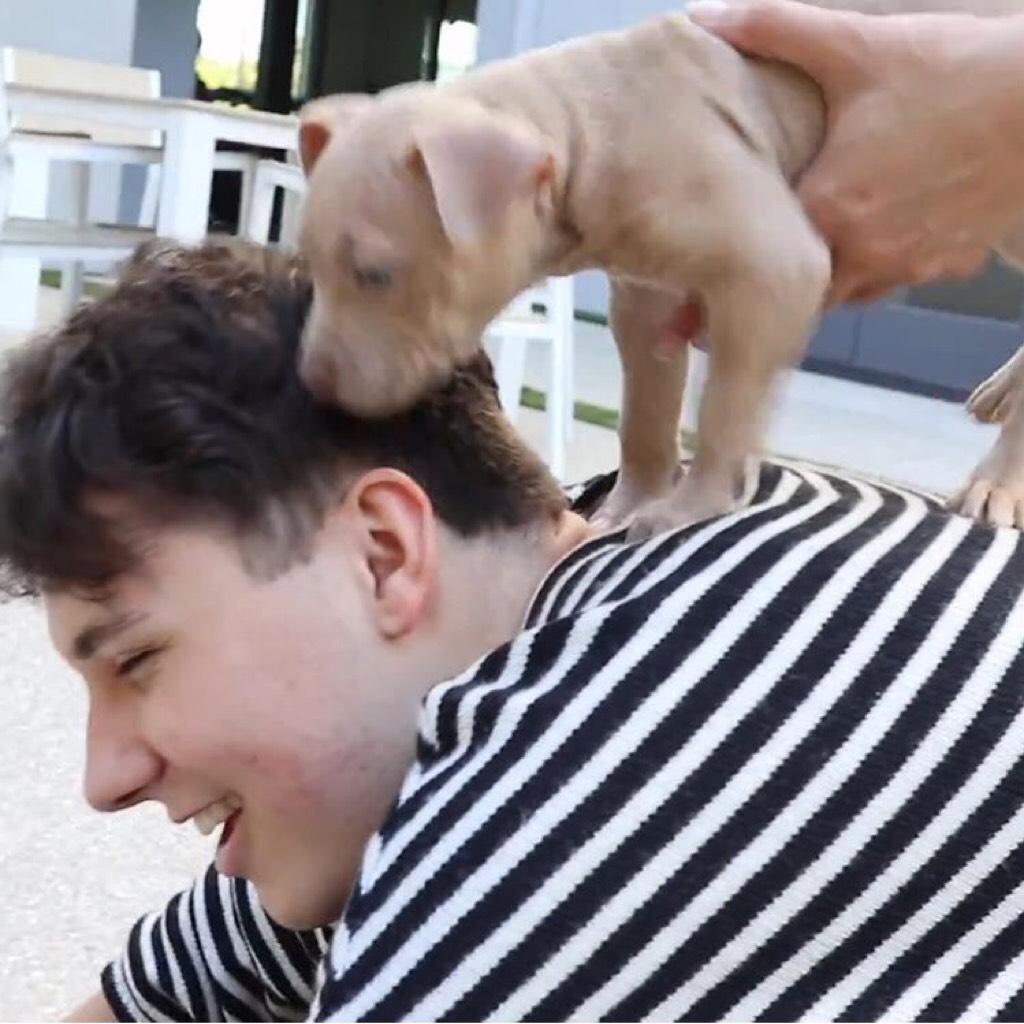 DAN'S REACTION TO PHIL HOLDING THE PUPPY I ACTUALLY LOST IT SOMEONE BURY ME IN THE GROUND BECAUSE IM DEAD FROM THIS VIDEO AAAH