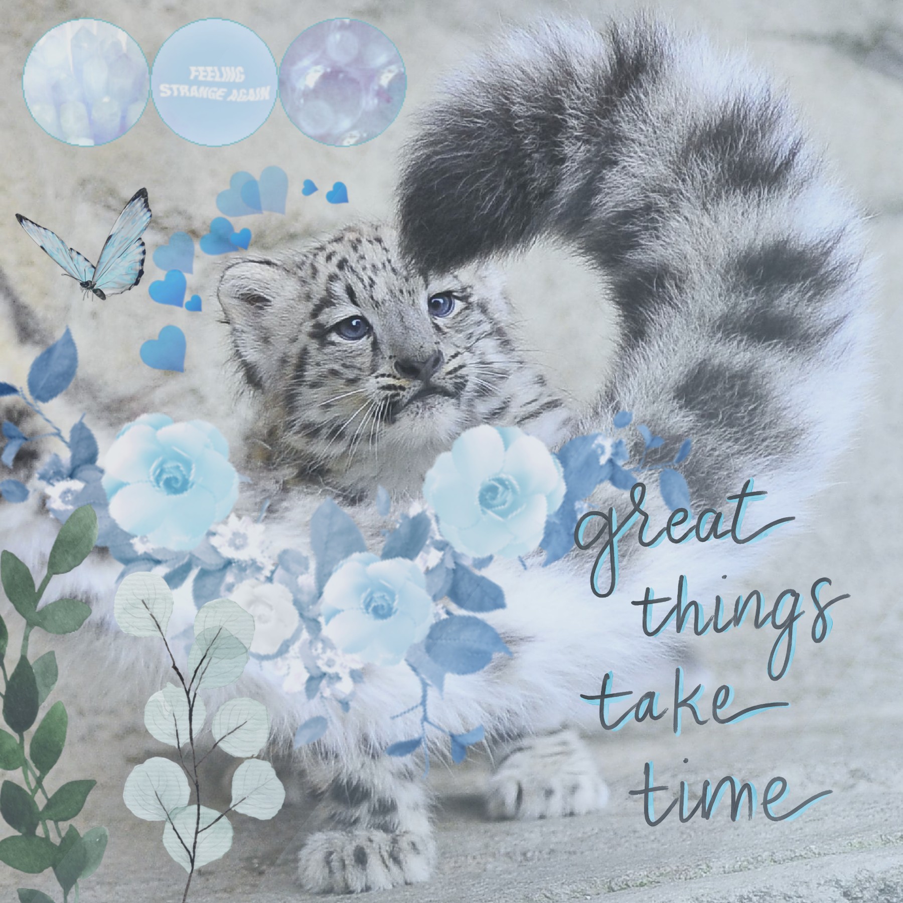 🦋🌱🦋
Aesthetic Snow Leopard Collage 

Sorry it's been awhile. School has been keeping me on my toes! And h8pages kinda ruined this community,  so I didn't want to use it anymore. But I'm back!!!