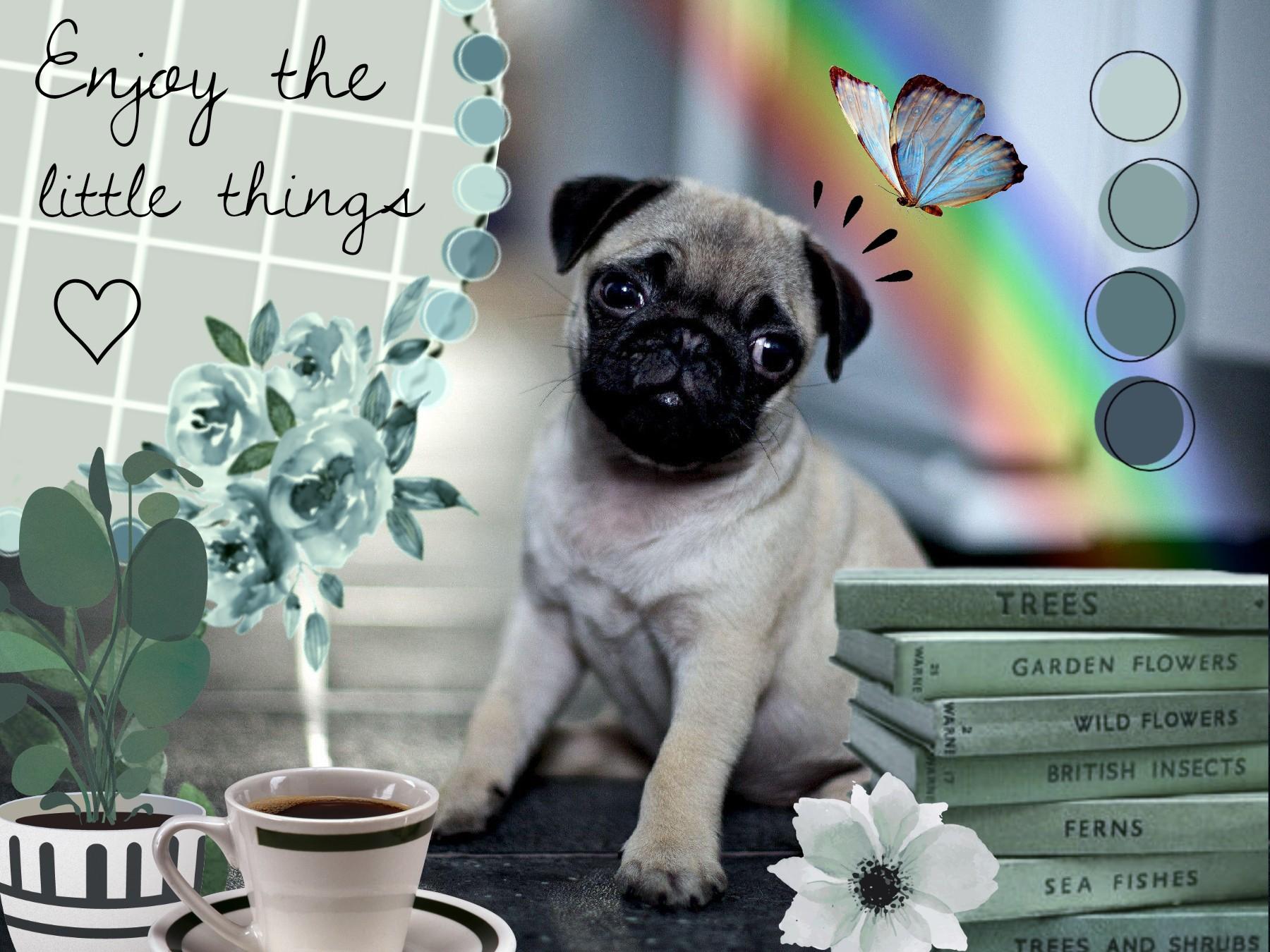🌿🐶🌱

Aesthetic Pug Collage

The text was a rush job* 

sorry