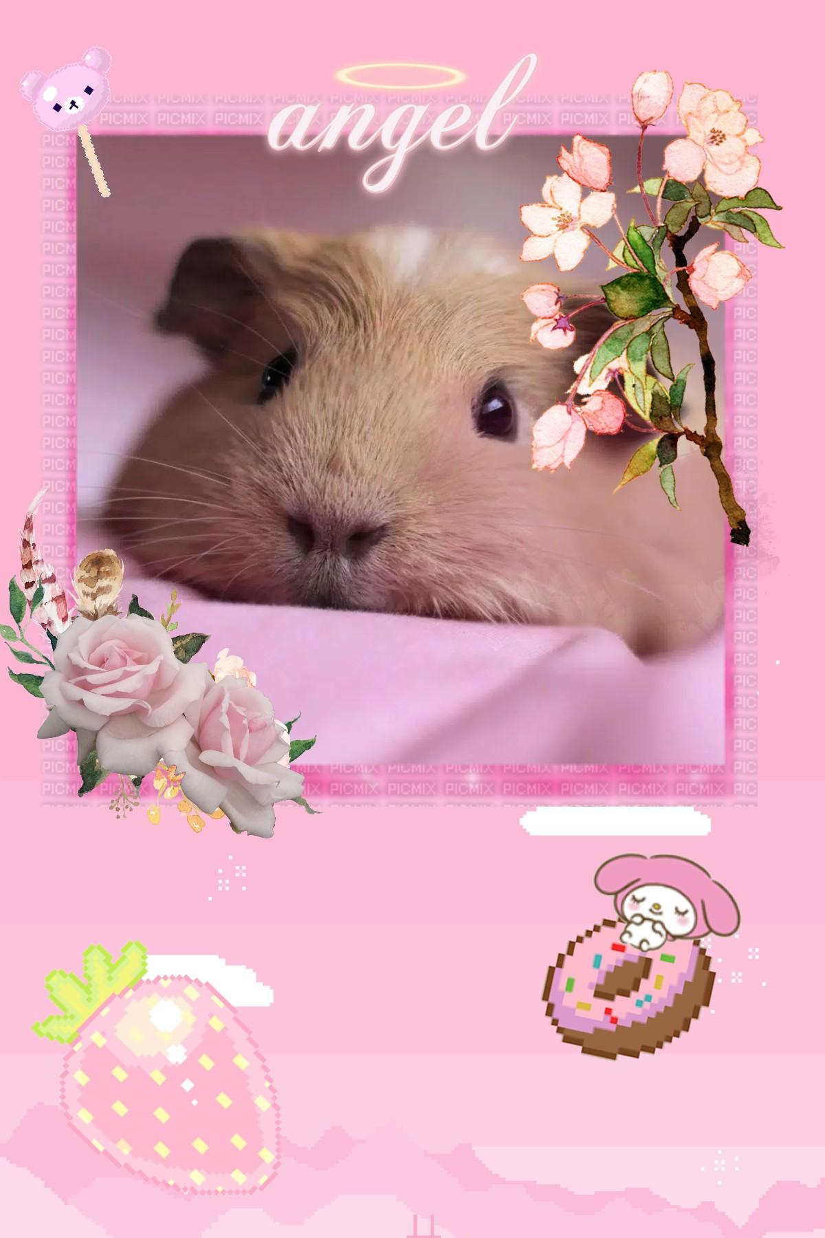 Cute guinea ping

Nice and pink