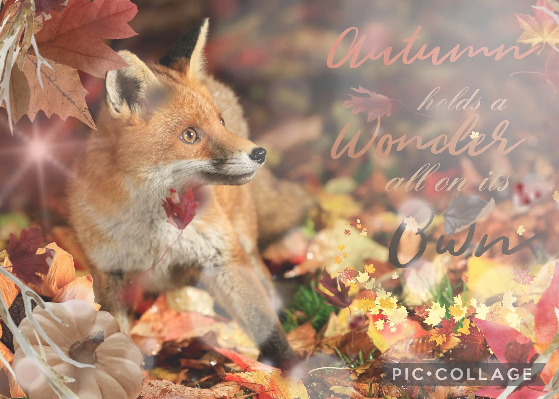 🍂🦊🍁

Autumn Aesthetic Fox Collage!

Thanksgiving is here! I hope you gave a good Holiday!!!