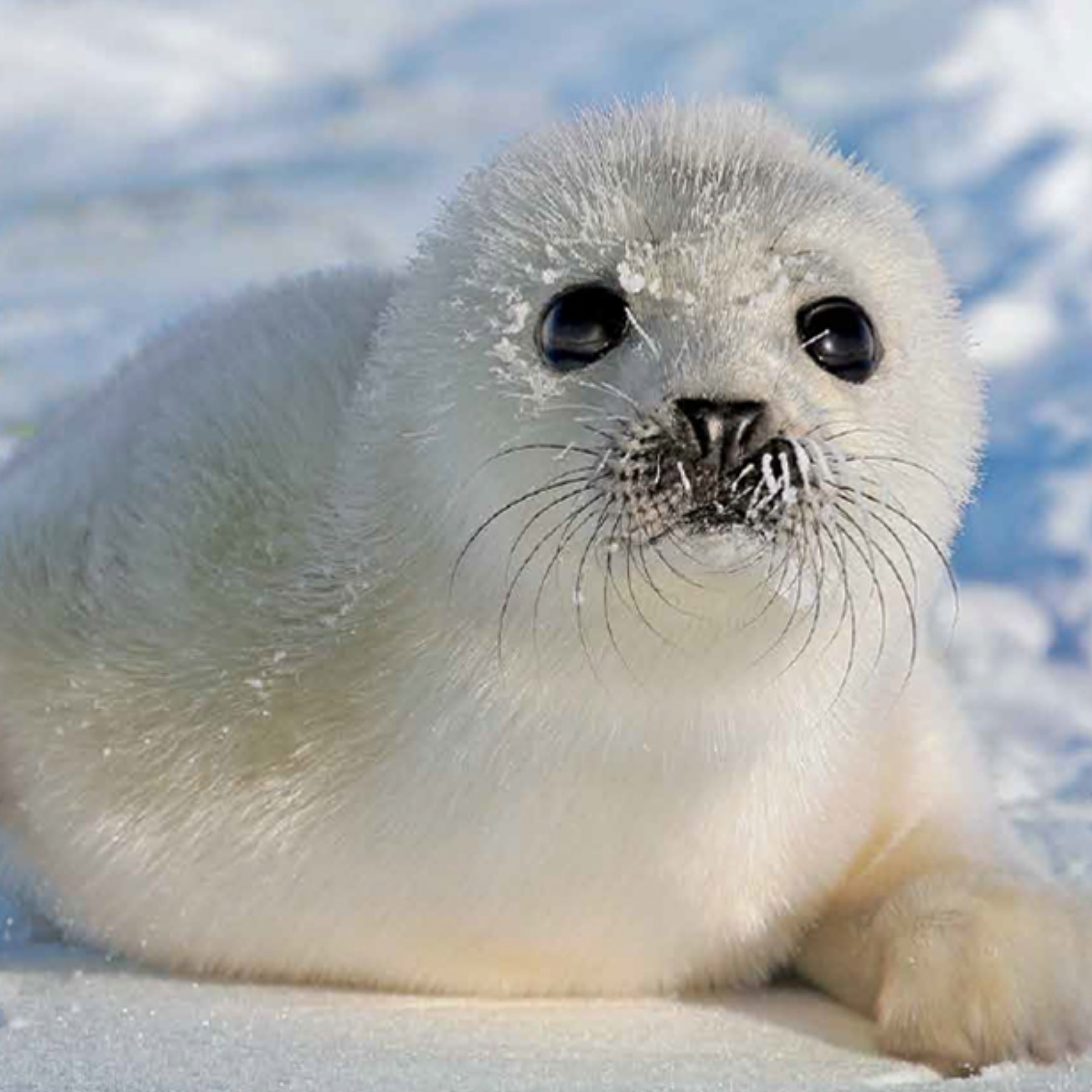 Harp seals are so cute! Especially as babies!!