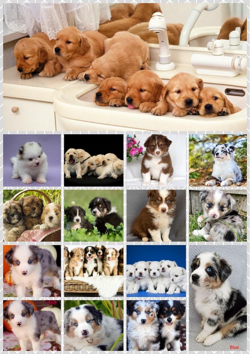 If you like dogs than like this collage