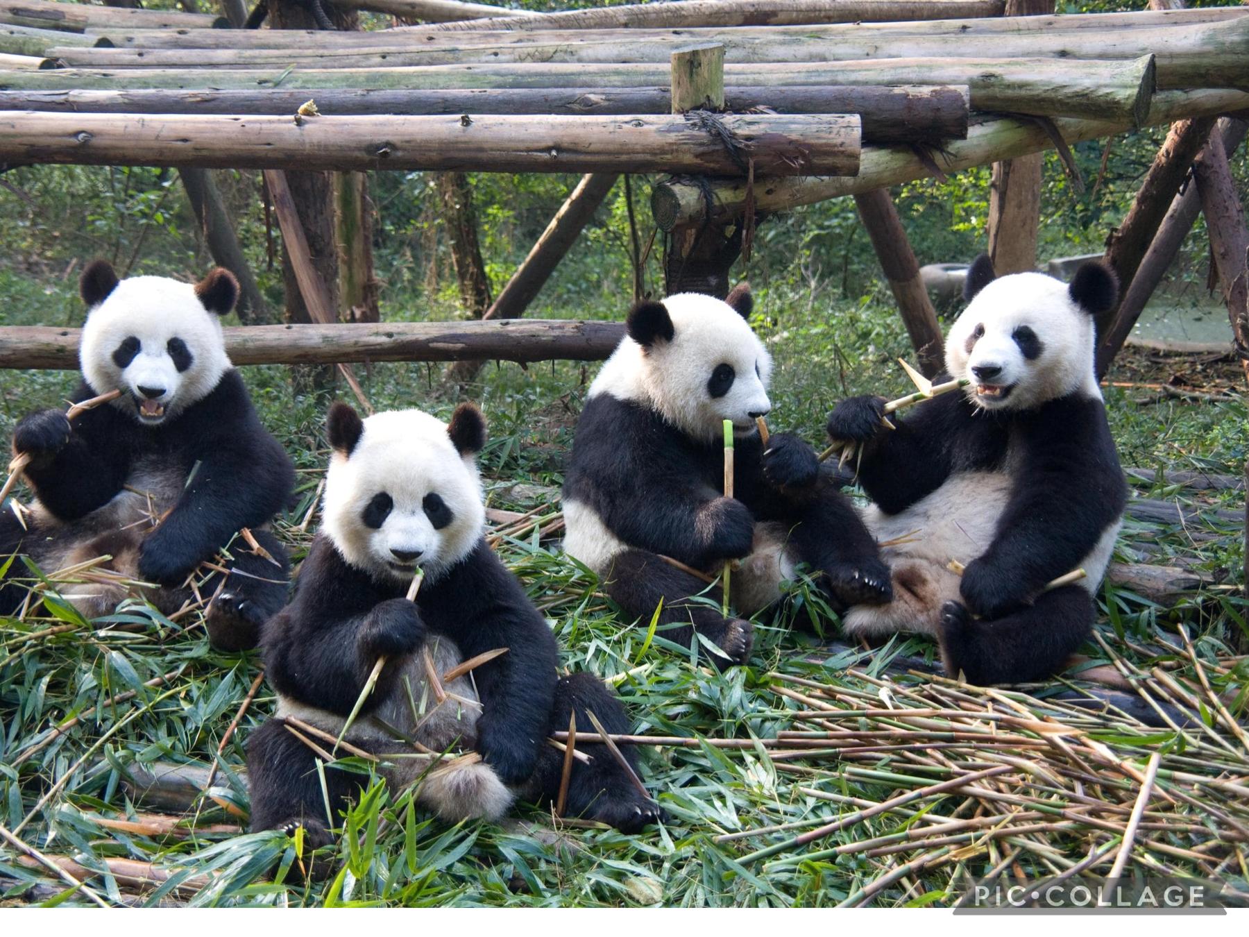 Pandas so cute