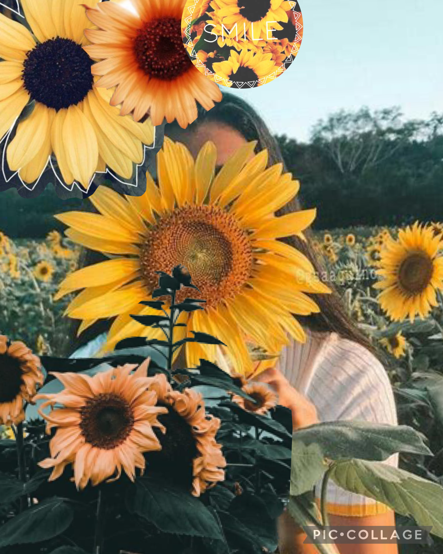 Sunflower Collage 3-30-22 🌻🌻🌻