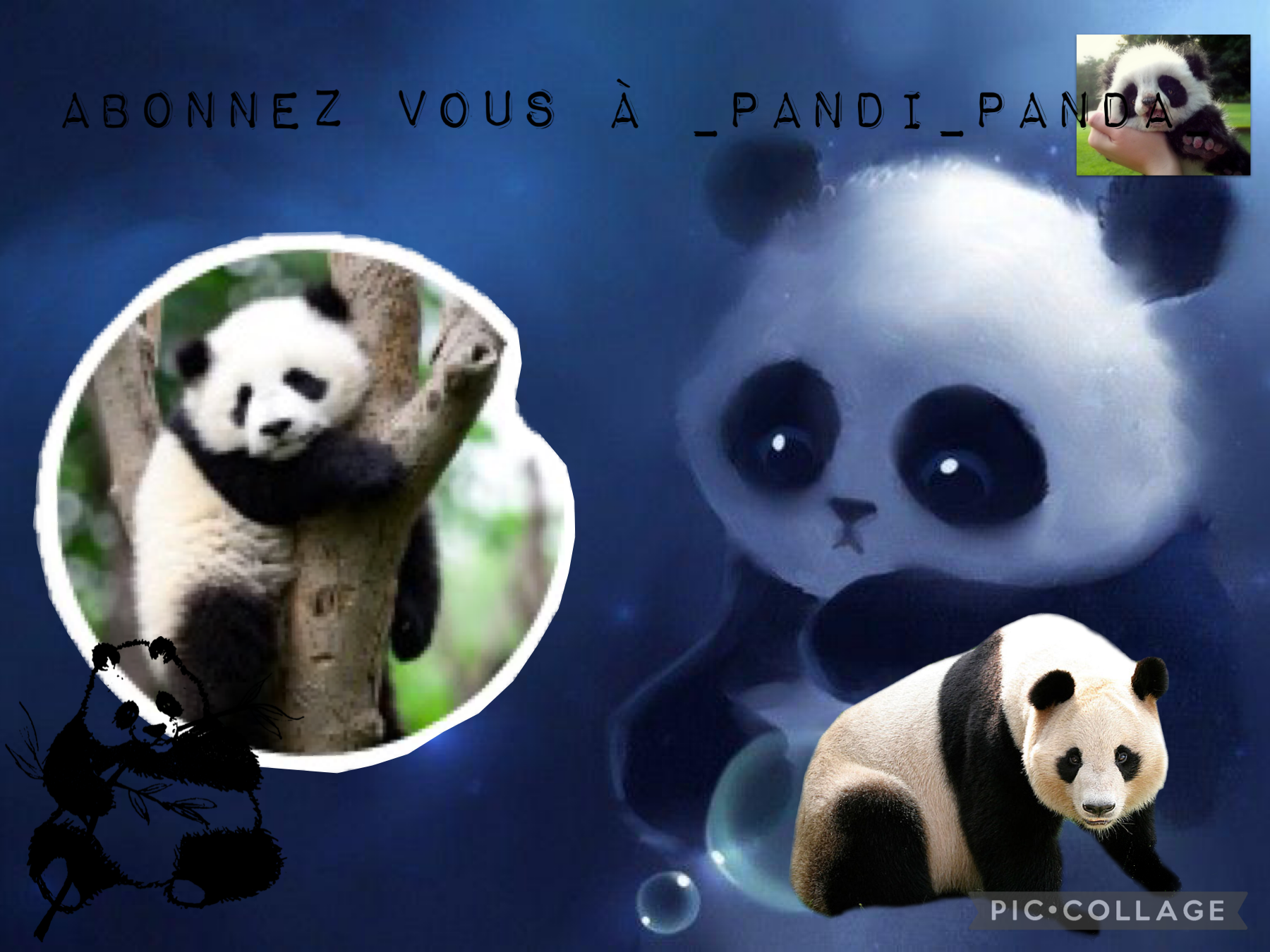 _pandi_panda_