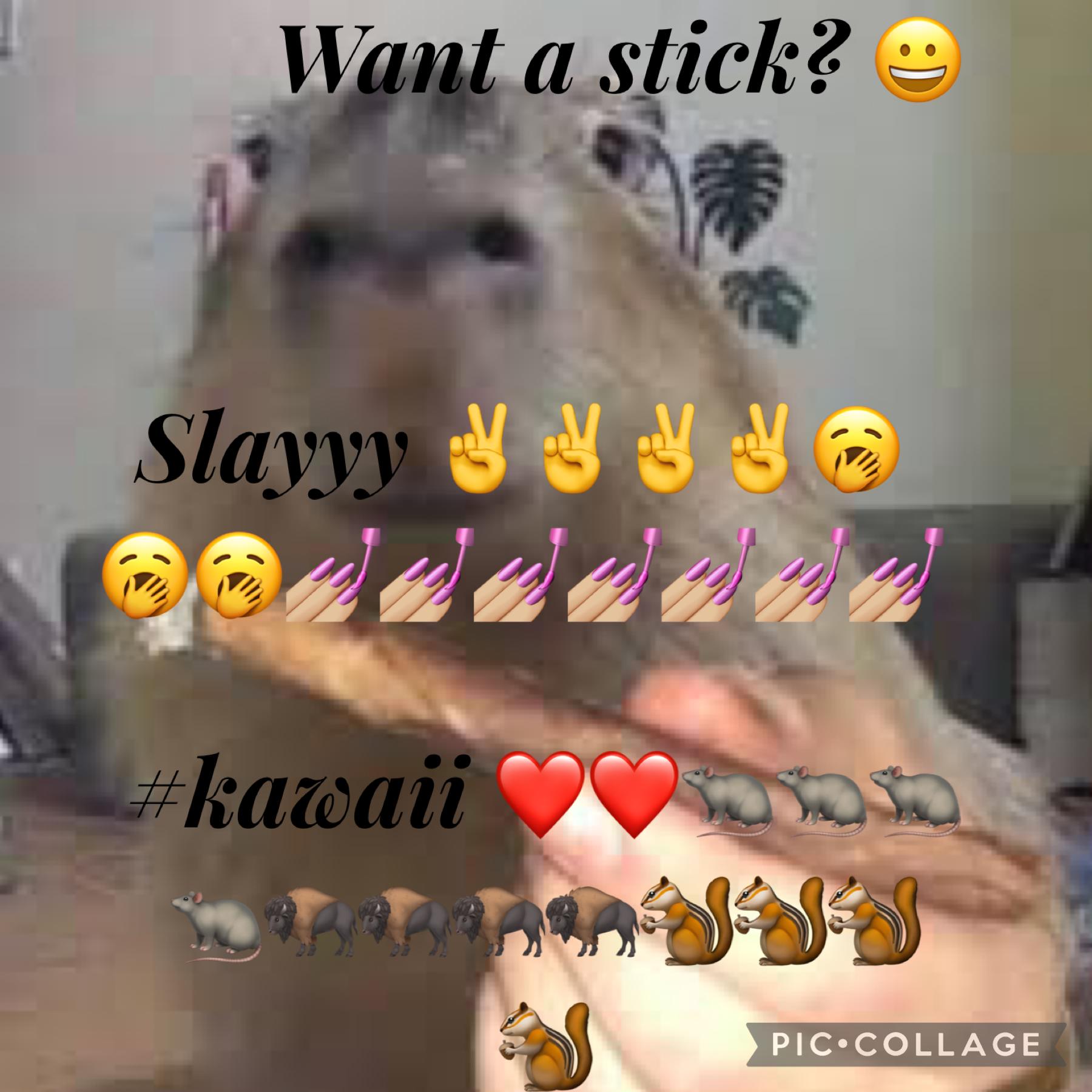 Want a stick 😀😀😀