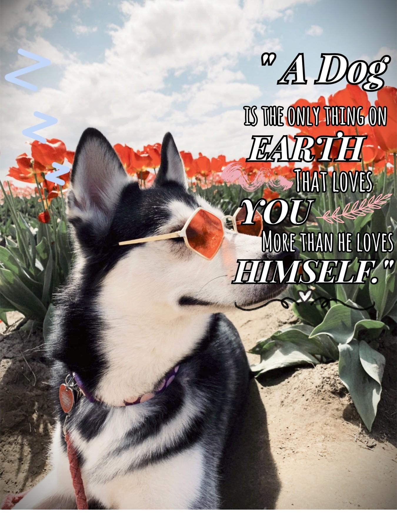 💕(tap)💕

Remix if you love dogs!!
:)))