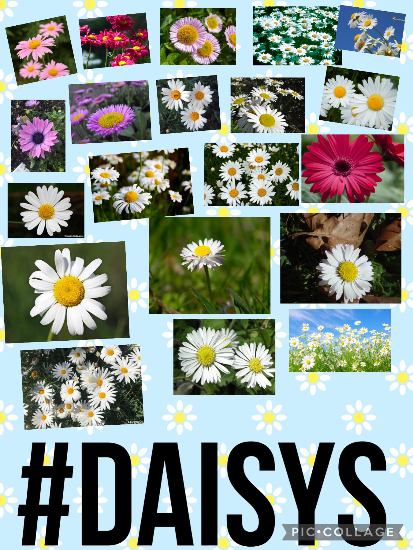 #daisys