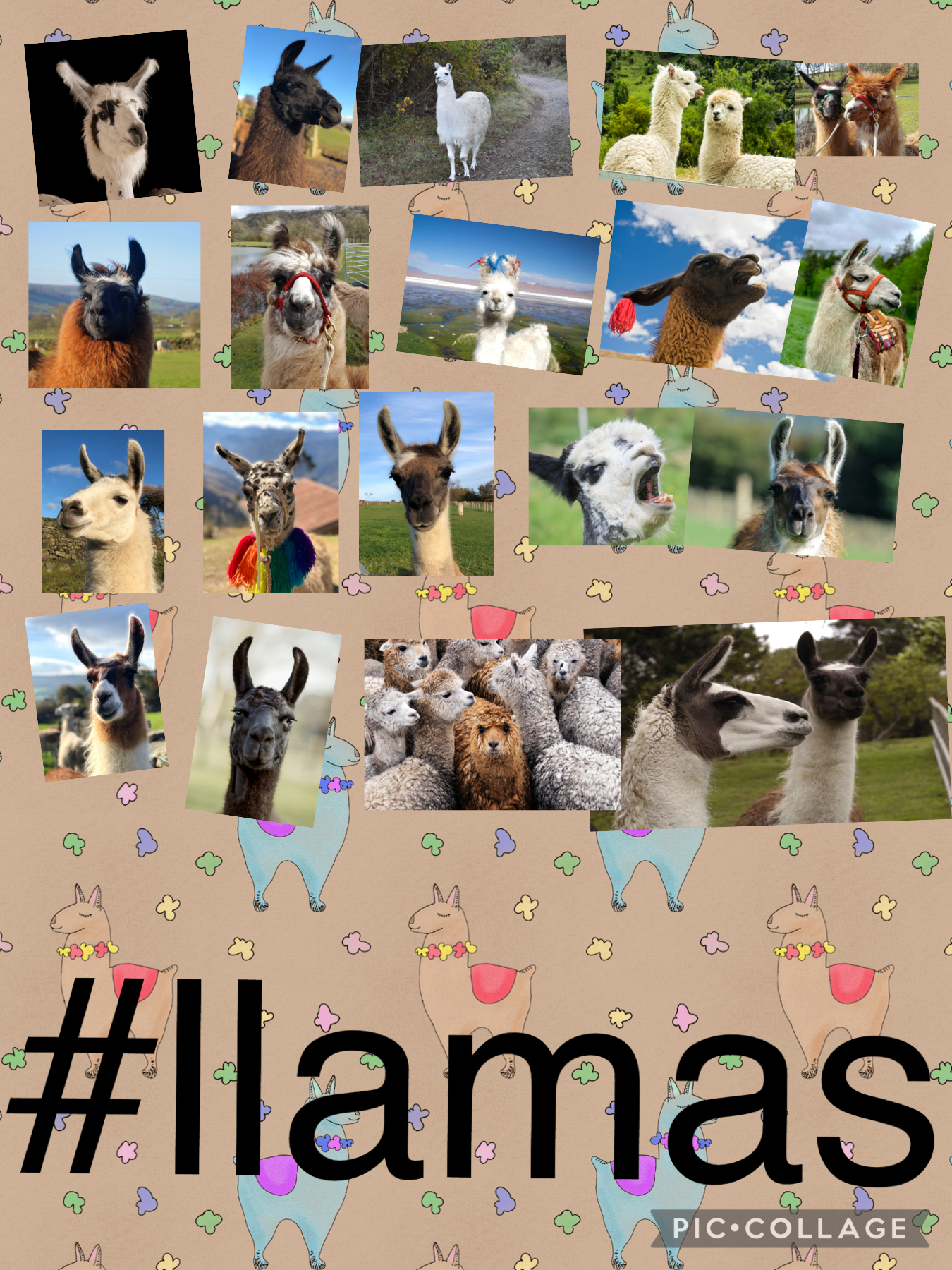 #llamas