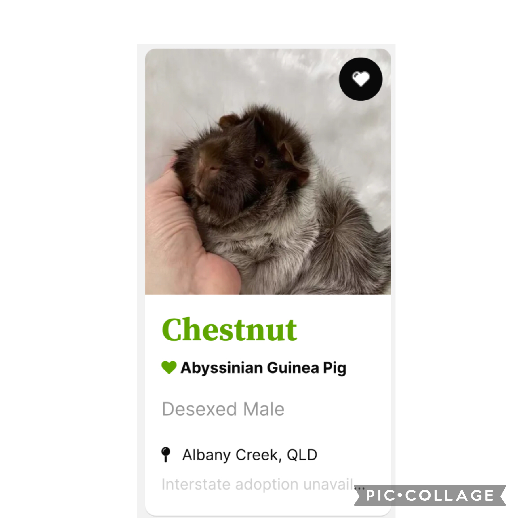 Okay-I’m PLANNING to get this lil’ guy but if I do I’ll have to name him Moosie