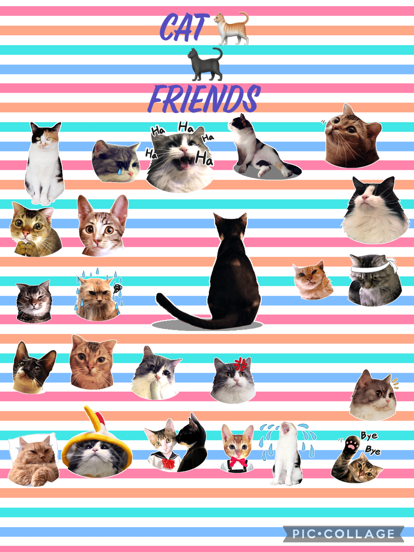 Cat friends