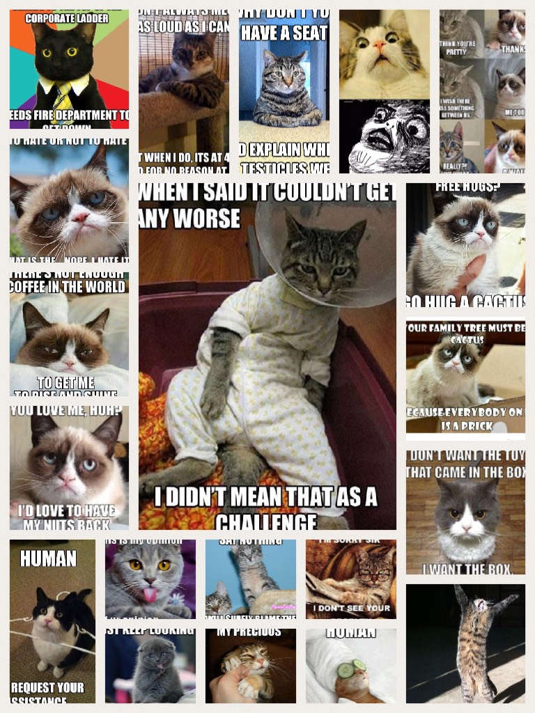 # funny cat memes