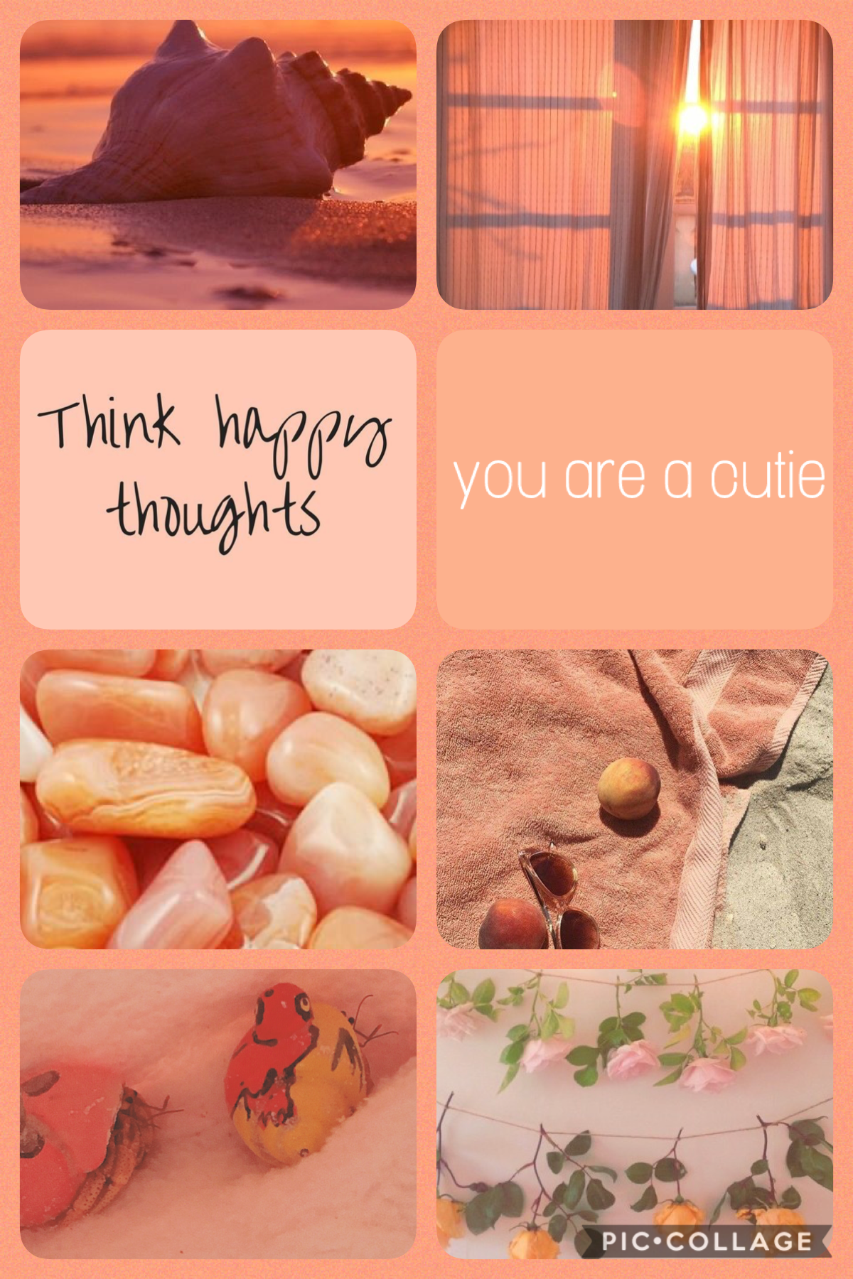 Cute moodboard featuring Stella and Sol ٫ two of my hermit crabs!