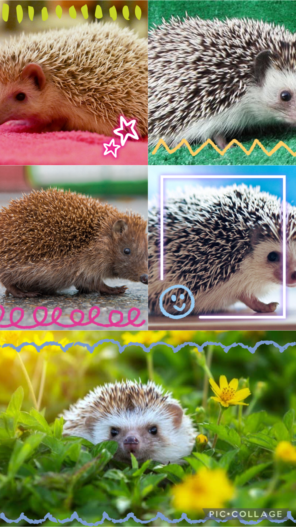 For my friend who loves hedgehog 