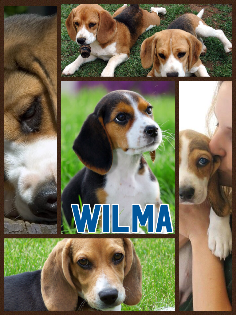 Wilma aren't rhetoric so cute this is my dogs name