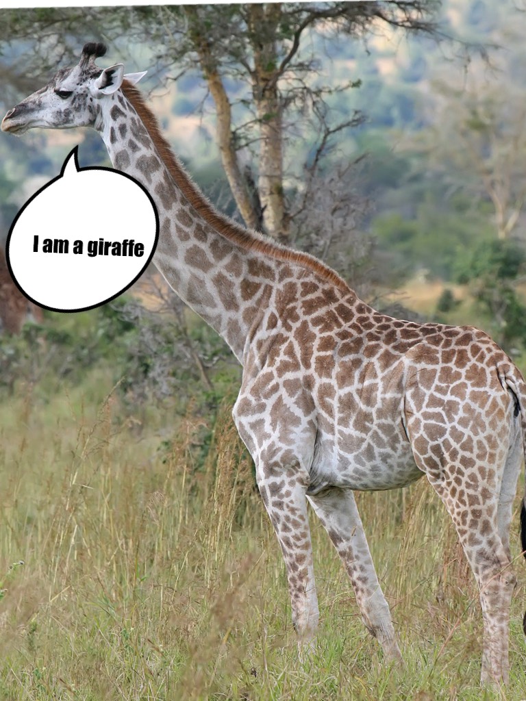 I am a giraffe
