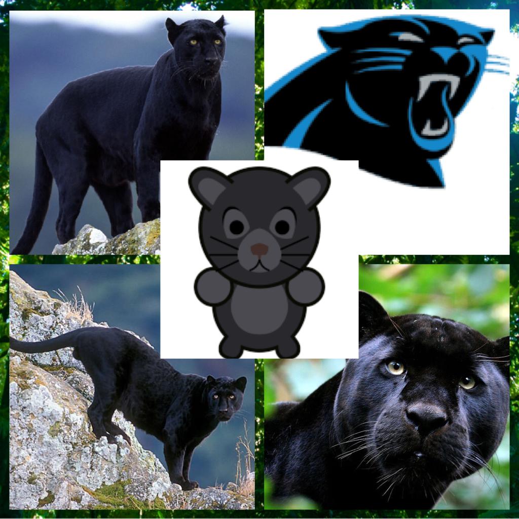 Panther more like dasher 