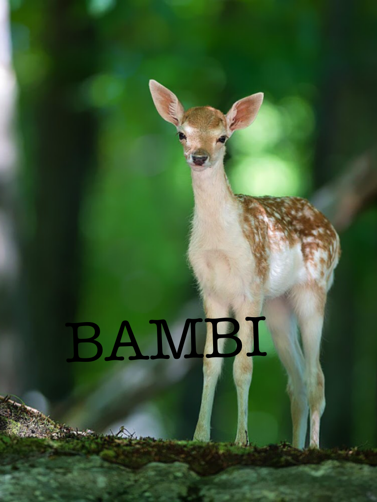 BAMBI 