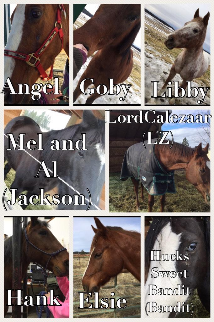 We have a couple of registered horses but only like 3... Angel was my frens horse we boarded and she went to a different pasture so we don’t have her anymore :/