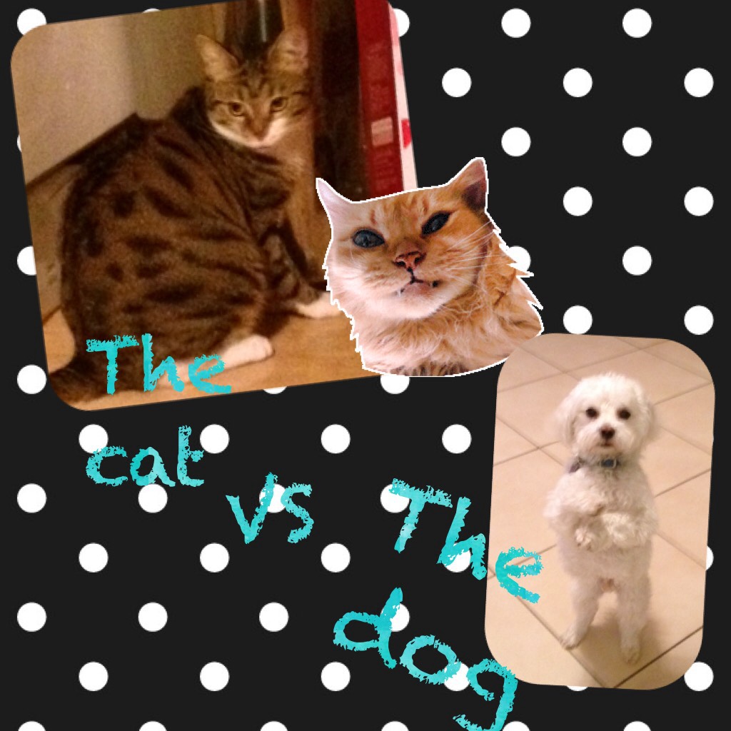 The dog vos the cat 
What's is your favorit