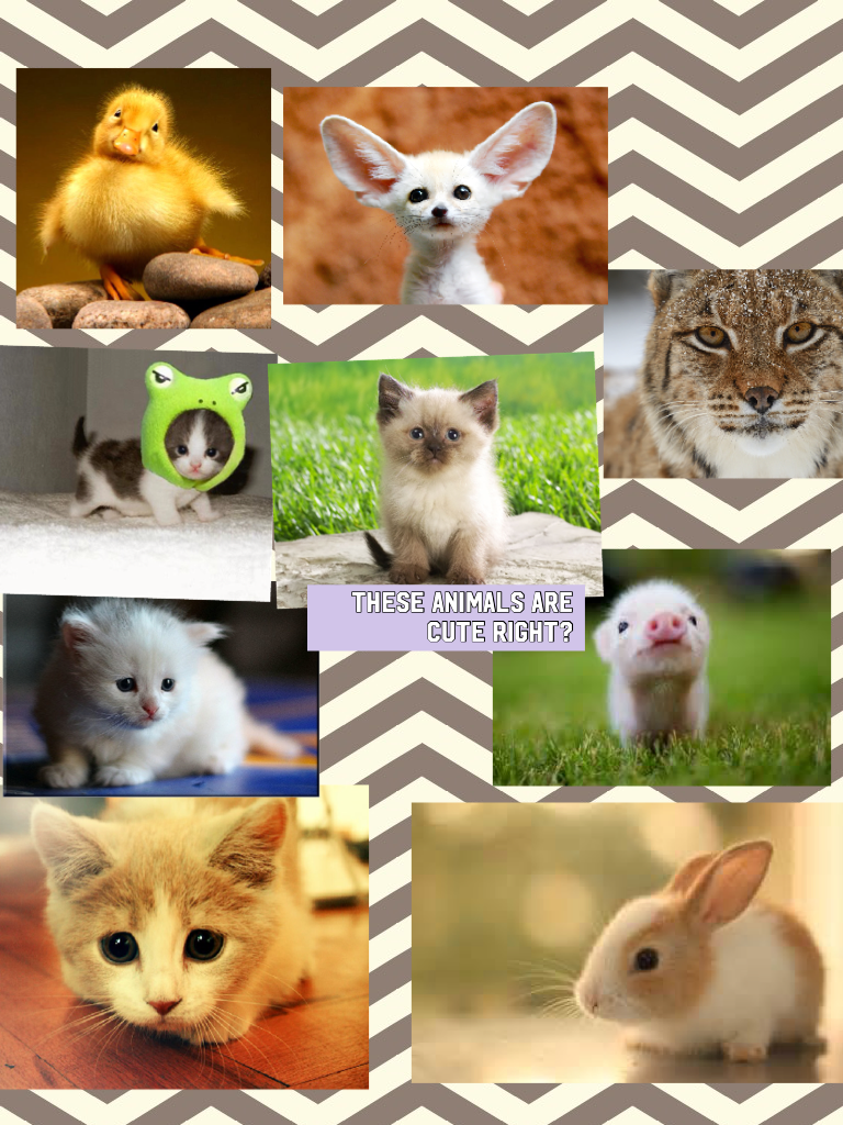 These animals are cute right?