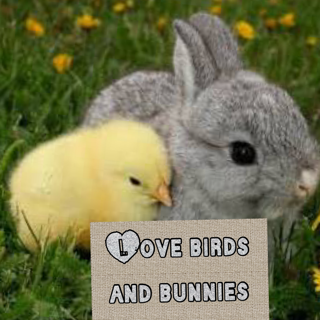Love birds and bunnies 