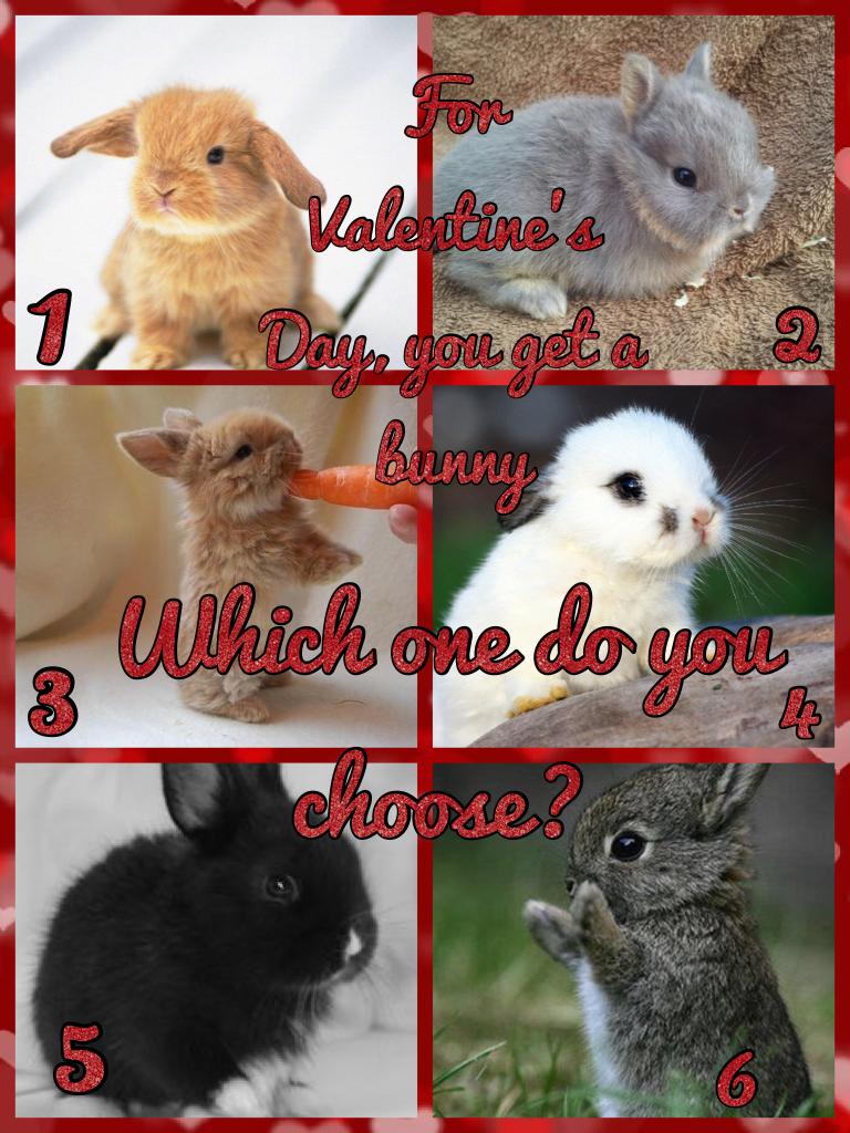 Which bunny do you want for Valentine's Day?