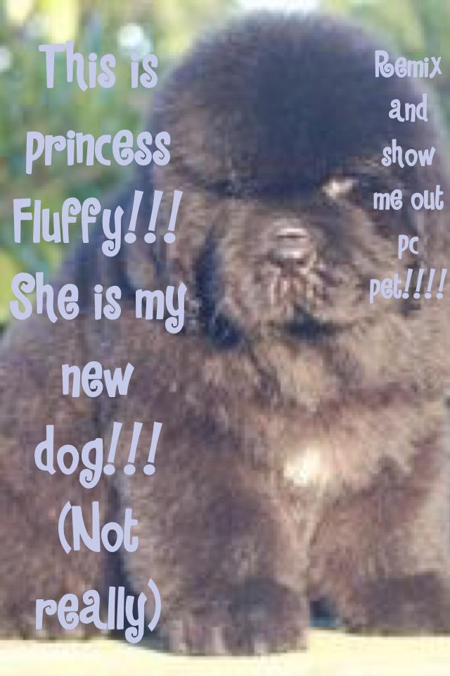 This is princess Fluffy!!! She is my new dog!!! (Not really)