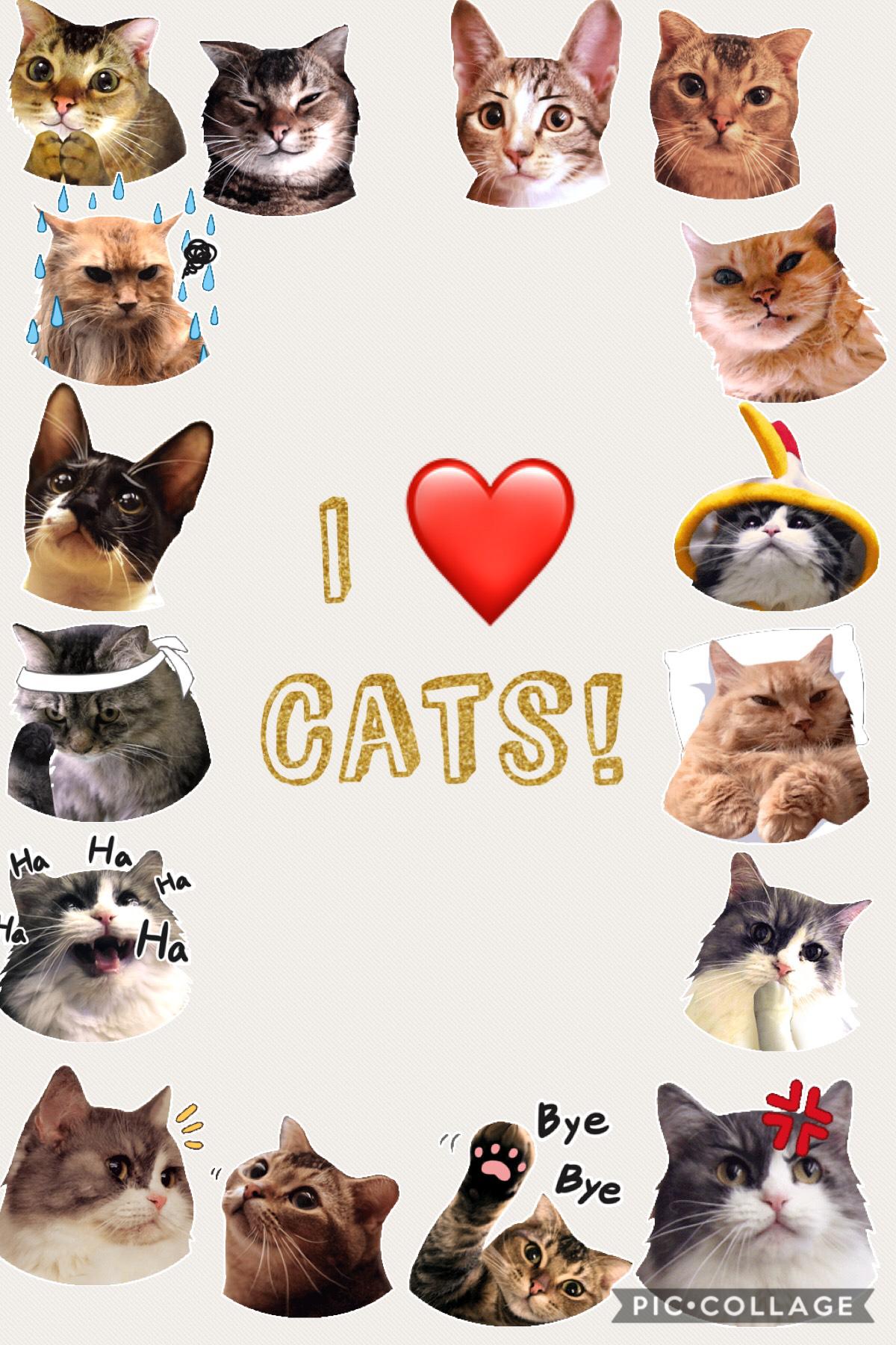 I love cats! How about u?